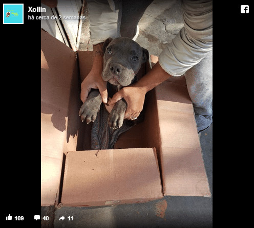 sensivel-mente.com - Crian&ccedil;a deixa c&atilde;ozinho em abrigo para protege-lo das viol&ecirc;ncias do pai e carta comovente viraliza