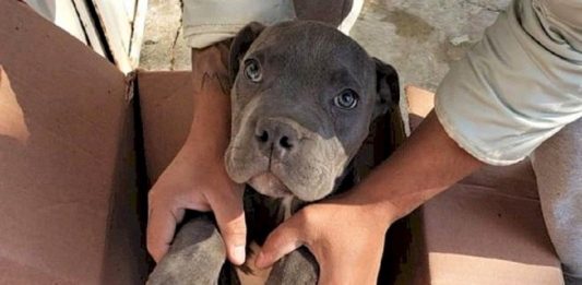 Criança deixa cãozinho em abrigo para protege-lo das violências do pai e carta comovente viraliza