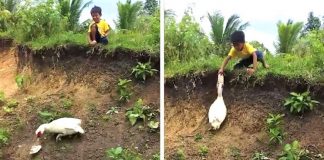 Pato “amigo” devolveu chinelo de garotinho que caiu em um barranco