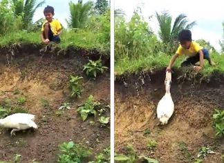 Pato “amigo” devolveu chinelo de garotinho que caiu em um barranco