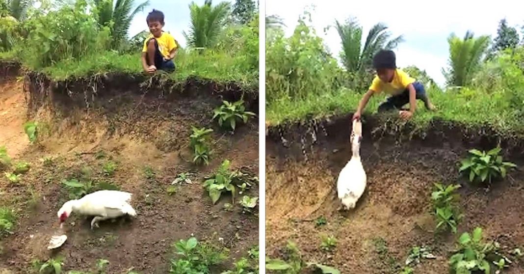 Pato “amigo” devolveu chinelo de garotinho que caiu em um barranco