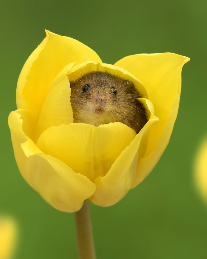 1 - Fotógrafo captou imagens fofas de ratinhos brincando nas tulipas
