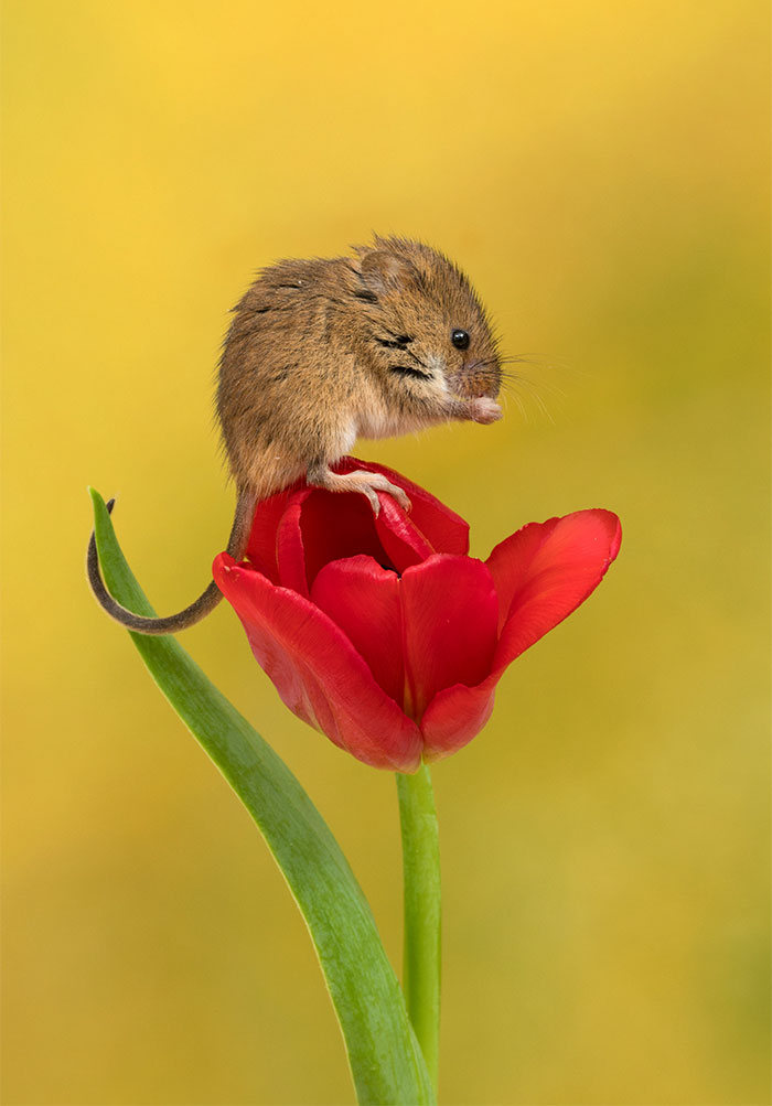 10 - Fotógrafo captou imagens fofas de ratinhos brincando nas tulipas
