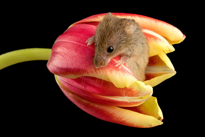 11 - Fotógrafo captou imagens fofas de ratinhos brincando nas tulipas