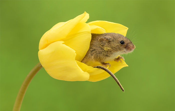12 - Fotógrafo captou imagens fofas de ratinhos brincando nas tulipas