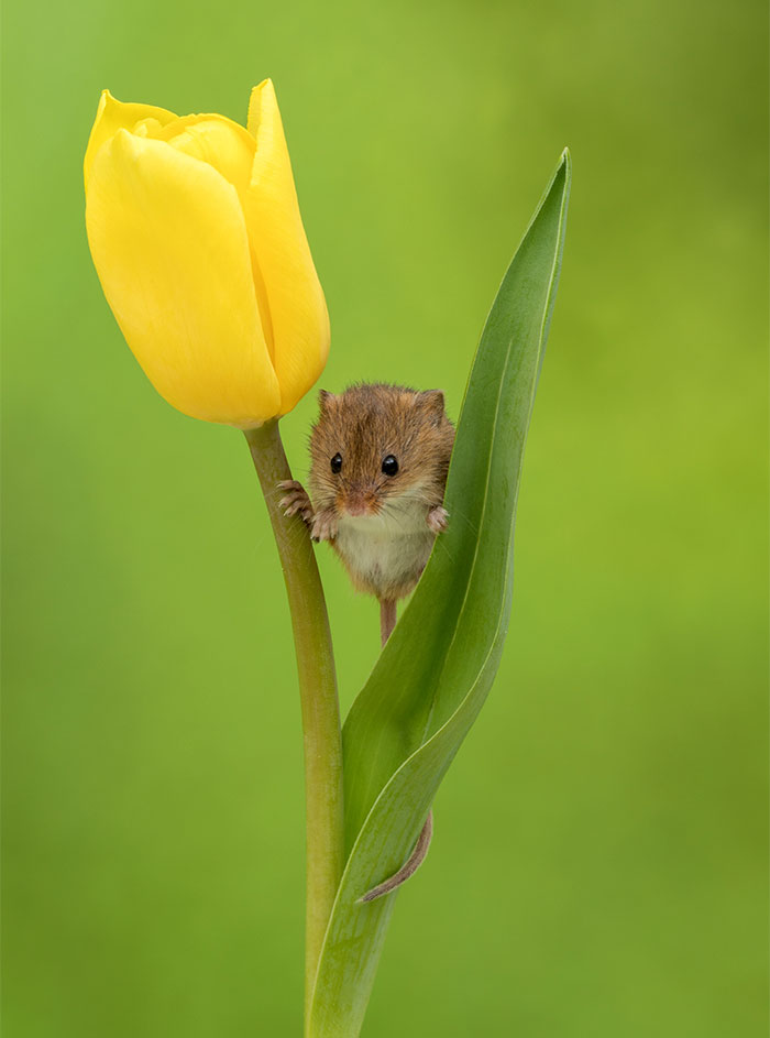 13 - Fotógrafo captou imagens fofas de ratinhos brincando nas tulipas