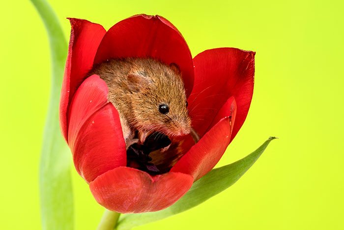 14 - Fotógrafo captou imagens fofas de ratinhos brincando nas tulipas
