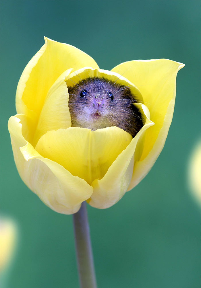 15 - Fotógrafo captou imagens fofas de ratinhos brincando nas tulipas