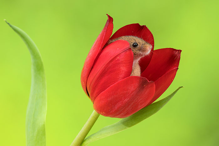 sensivel-mente.com - Fotógrafo captou imagens fofas de ratinhos brincando nas tulipas