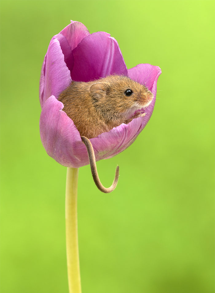 17 - Fotógrafo captou imagens fofas de ratinhos brincando nas tulipas