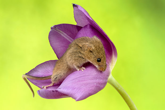 18 - Fotógrafo captou imagens fofas de ratinhos brincando nas tulipas