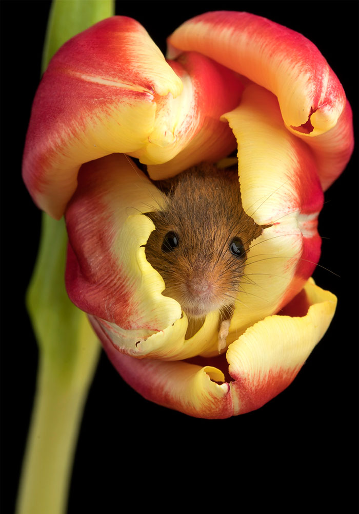 2 - Fotógrafo captou imagens fofas de ratinhos brincando nas tulipas