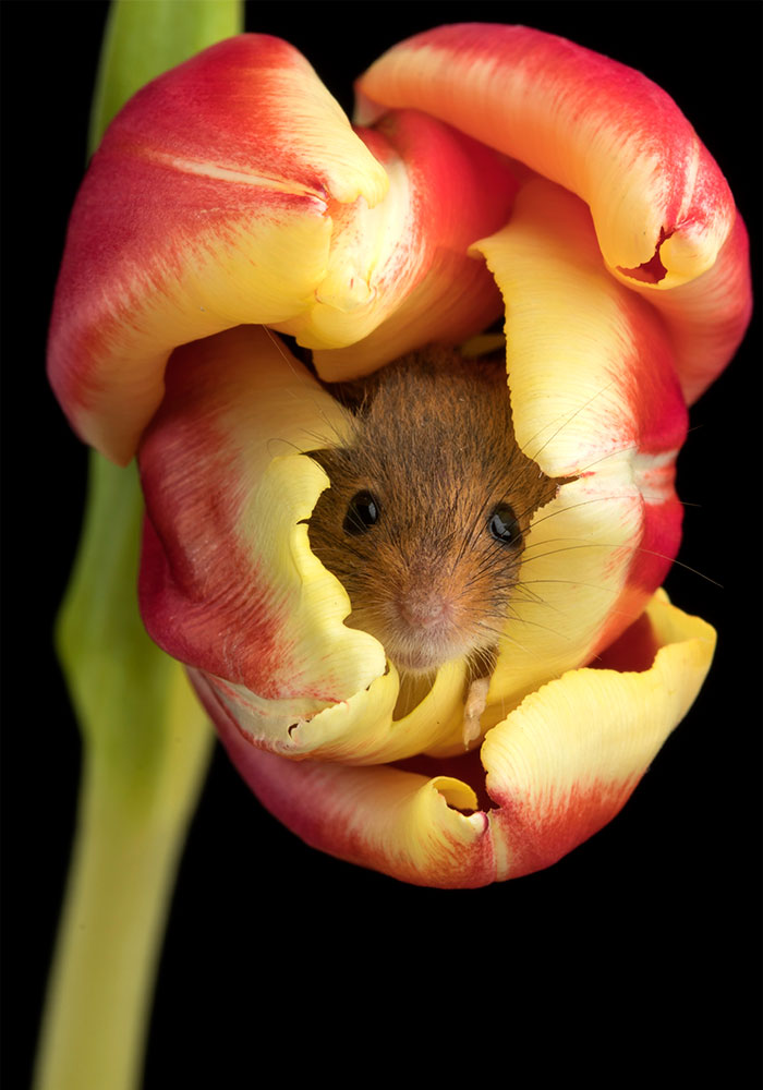 sensivel-mente.com - Fotógrafo captou imagens fofas de ratinhos brincando nas tulipas