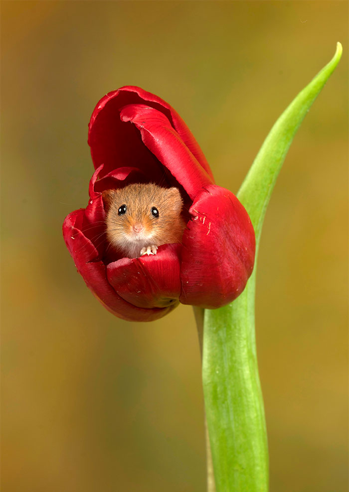 3 - Fotógrafo captou imagens fofas de ratinhos brincando nas tulipas