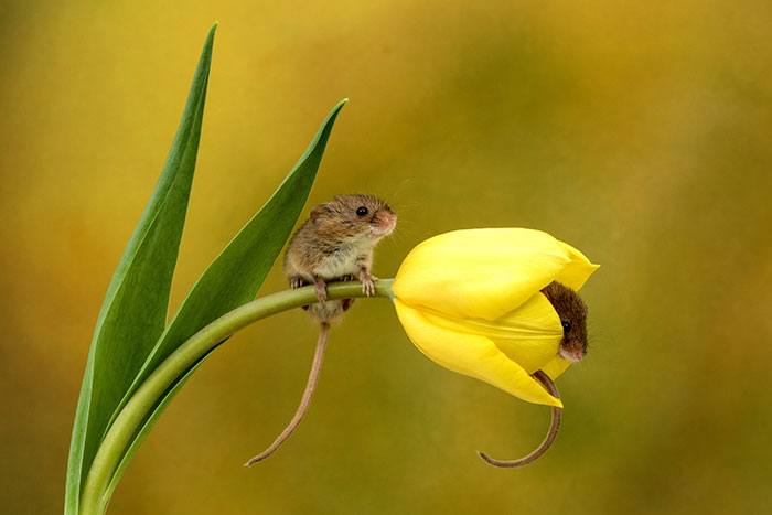 4 - Fotógrafo captou imagens fofas de ratinhos brincando nas tulipas