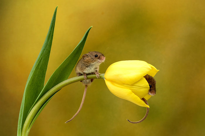 sensivel-mente.com - Fotógrafo captou imagens fofas de ratinhos brincando nas tulipas