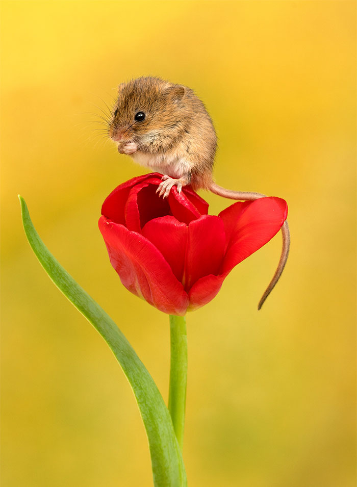 5 - Fotógrafo captou imagens fofas de ratinhos brincando nas tulipas