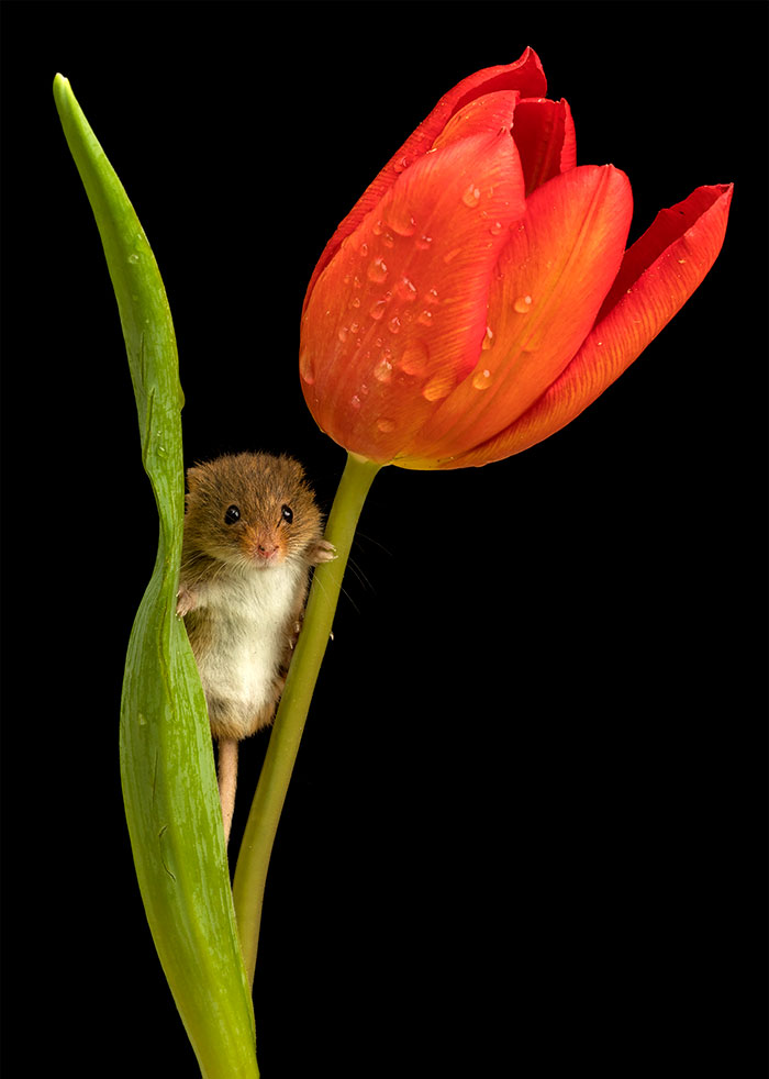 6 - Fotógrafo captou imagens fofas de ratinhos brincando nas tulipas