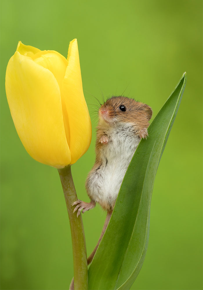7 - Fotógrafo captou imagens fofas de ratinhos brincando nas tulipas