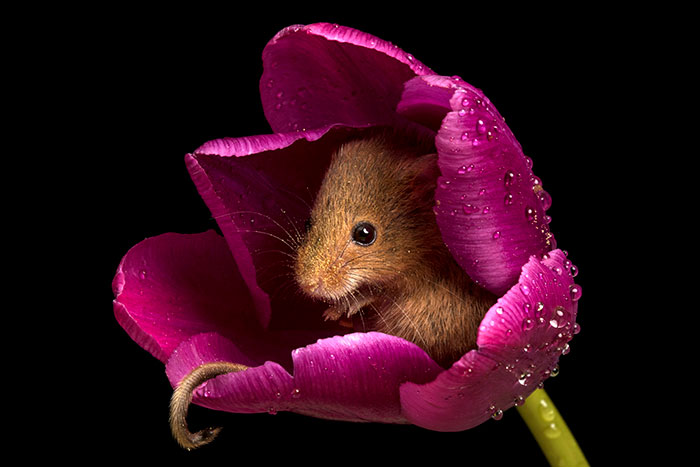 8 - Fotógrafo captou imagens fofas de ratinhos brincando nas tulipas