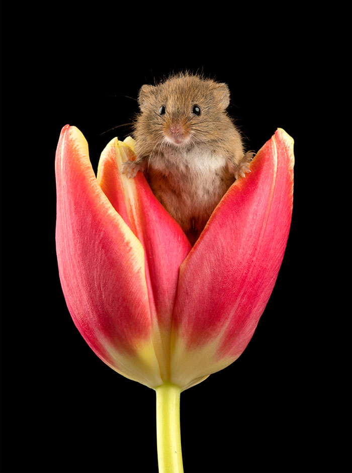 9 - Fotógrafo captou imagens fofas de ratinhos brincando nas tulipas