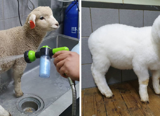 “Nature Café” para quem ama ovelhas e café – Confira! “Nature Café” para quem ama ovelhas e café – Confira!