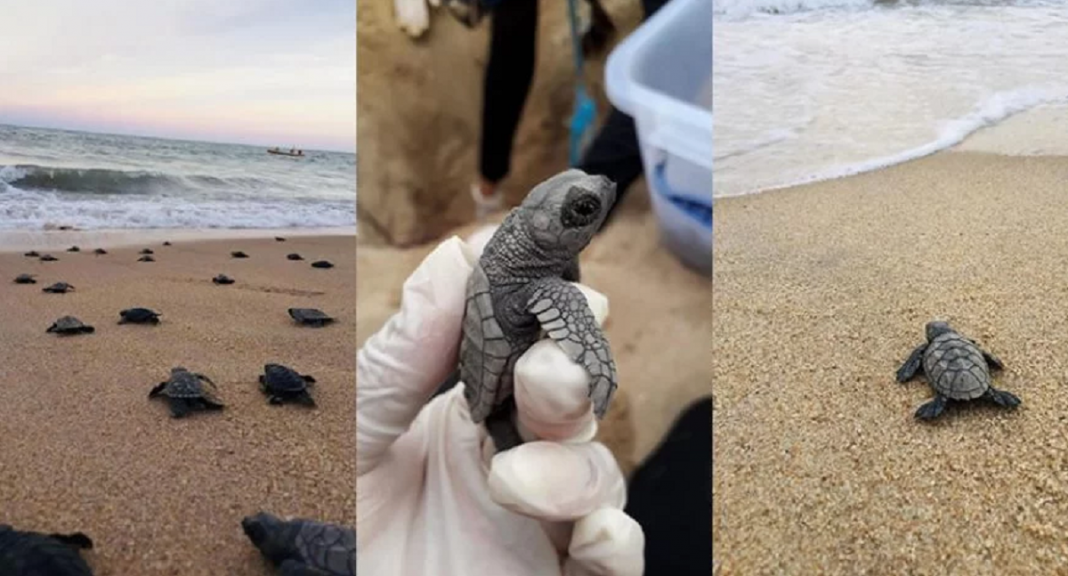 Com praia vazia, tartaruguinhas nascem e dão show de fofura a caminho do mar!