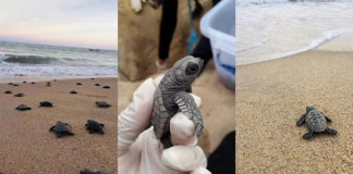 Com praia vazia, tartaruguinhas nascem e dão show de fofura a caminho do mar!