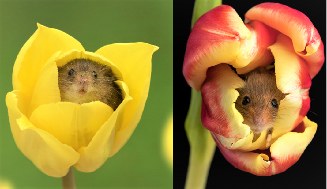 Fotógrafo captou imagens fofas de ratinhos brincando nas tulipas