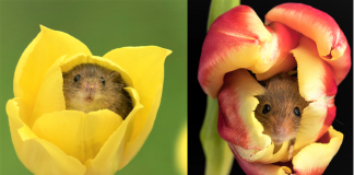 Fotógrafo captou imagens fofas de ratinhos brincando nas tulipas