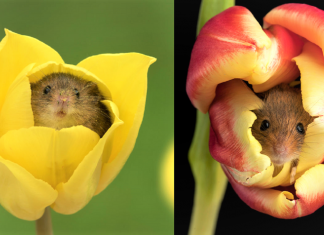 Fotógrafo captou imagens fofas de ratinhos brincando nas tulipas