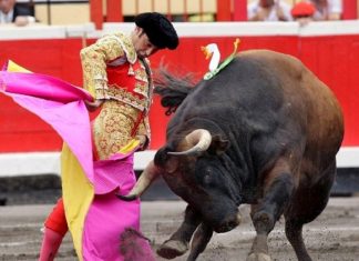 Touradas são interrompidas pelo Coronavírus e 120 touros estão salvos na Espanha
