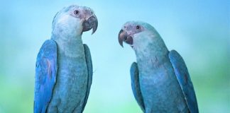 Após amargar 20 anos de extinção, Brasil recebeu 50 filhotes de araras azuis