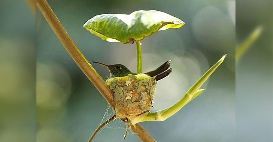 O beija-flor “grávida” constrói ninho com teto para cuidar de filhotes futuros. Inteligência de mãe