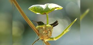 O beija-flor “grávida” constrói ninho com teto para cuidar de filhotes futuros. Inteligência de mãe