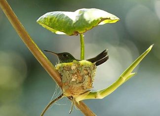 O beija-flor “grávida” constrói ninho com teto para cuidar de filhotes futuros. Inteligência de mãe