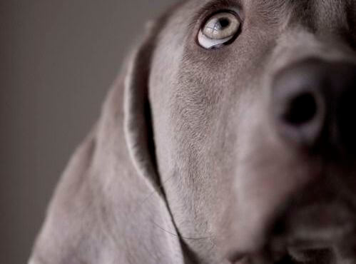 ojos de un perro - Os olhos de um animal têm o poder de falar uma língua única: a do sentimento