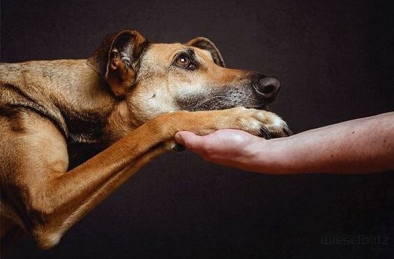 perro con mano - Os olhos de um animal têm o poder de falar uma língua única: a do sentimento