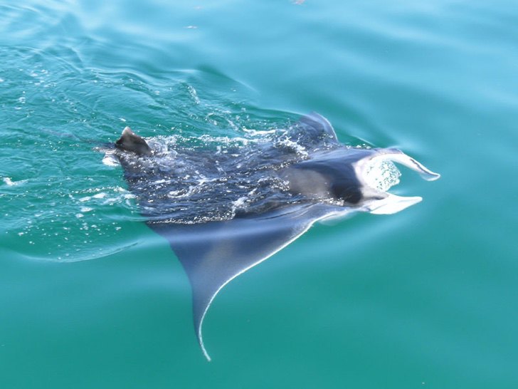 sensivel-mente.com - Golfinhos, pássaros e raias retornam à zona hoteleira de Holbox, no México. A natureza comemora a ausência do homem!