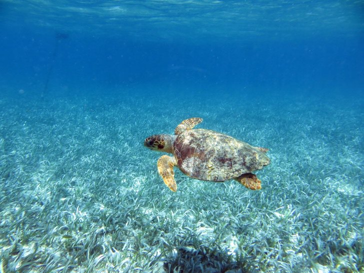 sensivel-mente.com - Golfinhos, pássaros e raias retornam à zona hoteleira de Holbox, no México. A natureza comemora a ausência do homem!