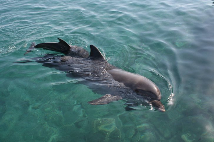 sensivel-mente.com - Golfinhos, pássaros e raias retornam à zona hoteleira de Holbox, no México. A natureza comemora a ausência do homem!