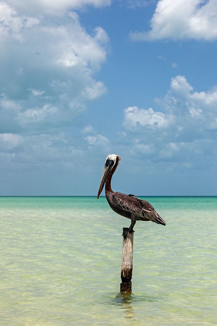 sensivel-mente.com - Golfinhos, pássaros e raias retornam à zona hoteleira de Holbox, no México. A natureza comemora a ausência do homem!