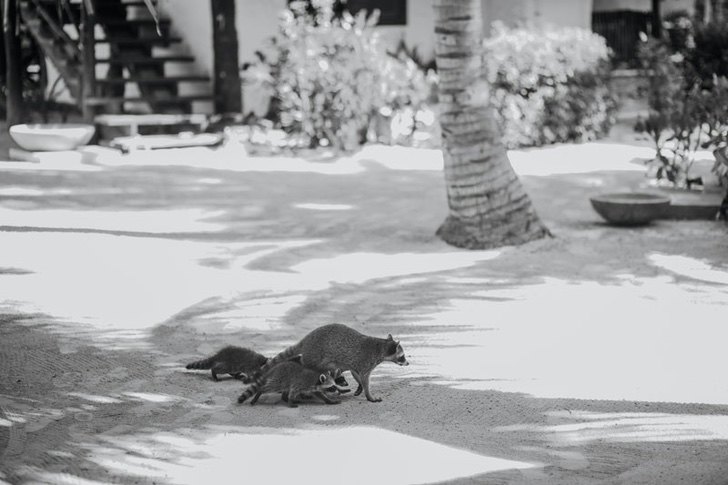 sensivel-mente.com - Golfinhos, pássaros e raias retornam à zona hoteleira de Holbox, no México. A natureza comemora a ausência do homem!