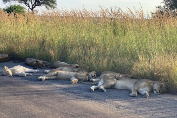 sensivel-mente.com - Com o bloqueio dos humanos, leões aproveitam a estrada deserta para uma soneca na África do Sul