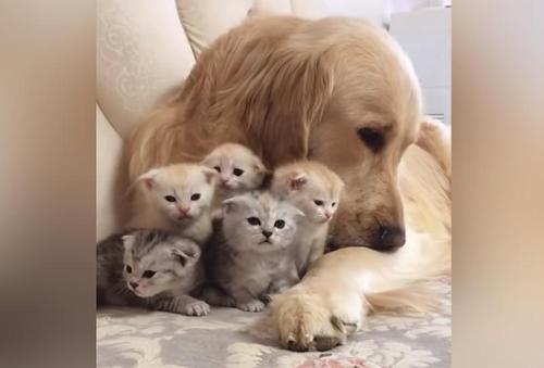 sensivel-mente.com - O carinhoso Golden Retriever se apaixonou por uma ninhada de gatinhos