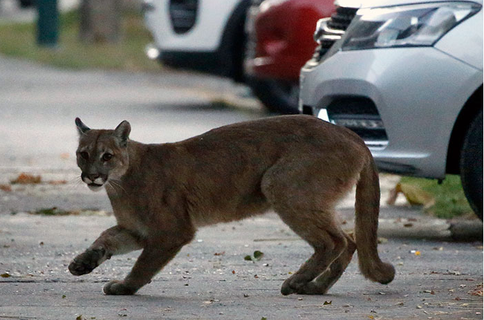 Animais invadem as cidades enquanto as pessoas estão de quarentena em casa Captura de Tela 61 - Animais invadem as cidades enquanto as pessoas estão de quarentena em casa