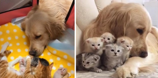 O carinhoso Golden Retriever se apaixonou por uma ninhada de gatinhos