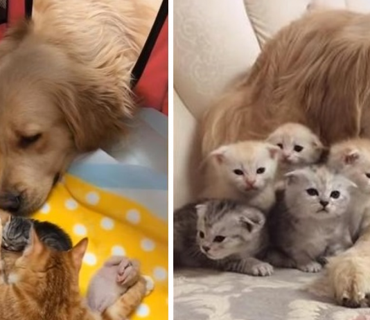 O carinhoso Golden Retriever se apaixonou por uma ninhada de gatinhos