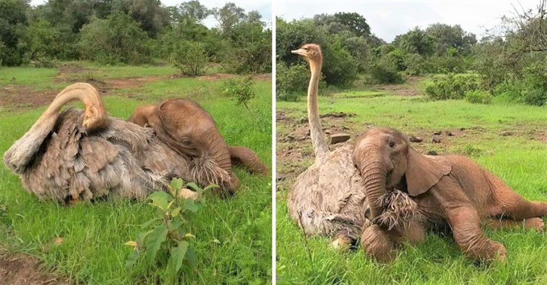 Elefante órfão se une diariamente com um avestruz para brincar. Ele perdeu a mãe, mas ganhou um amigo!