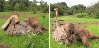 Elefante órfão se une diariamente com um avestruz para brincar. Ele perdeu a mãe, mas ganhou um amigo!